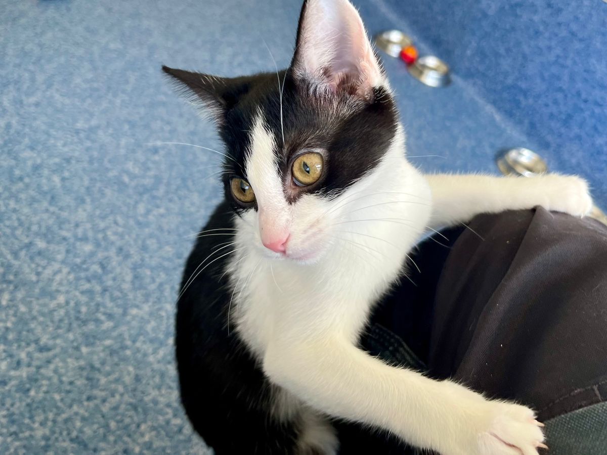 Gallery image: Humbug