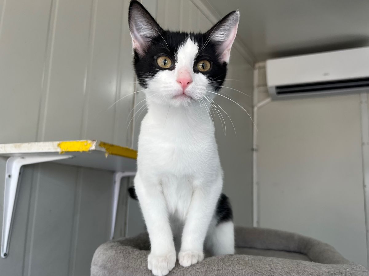 Gallery image: Humbug