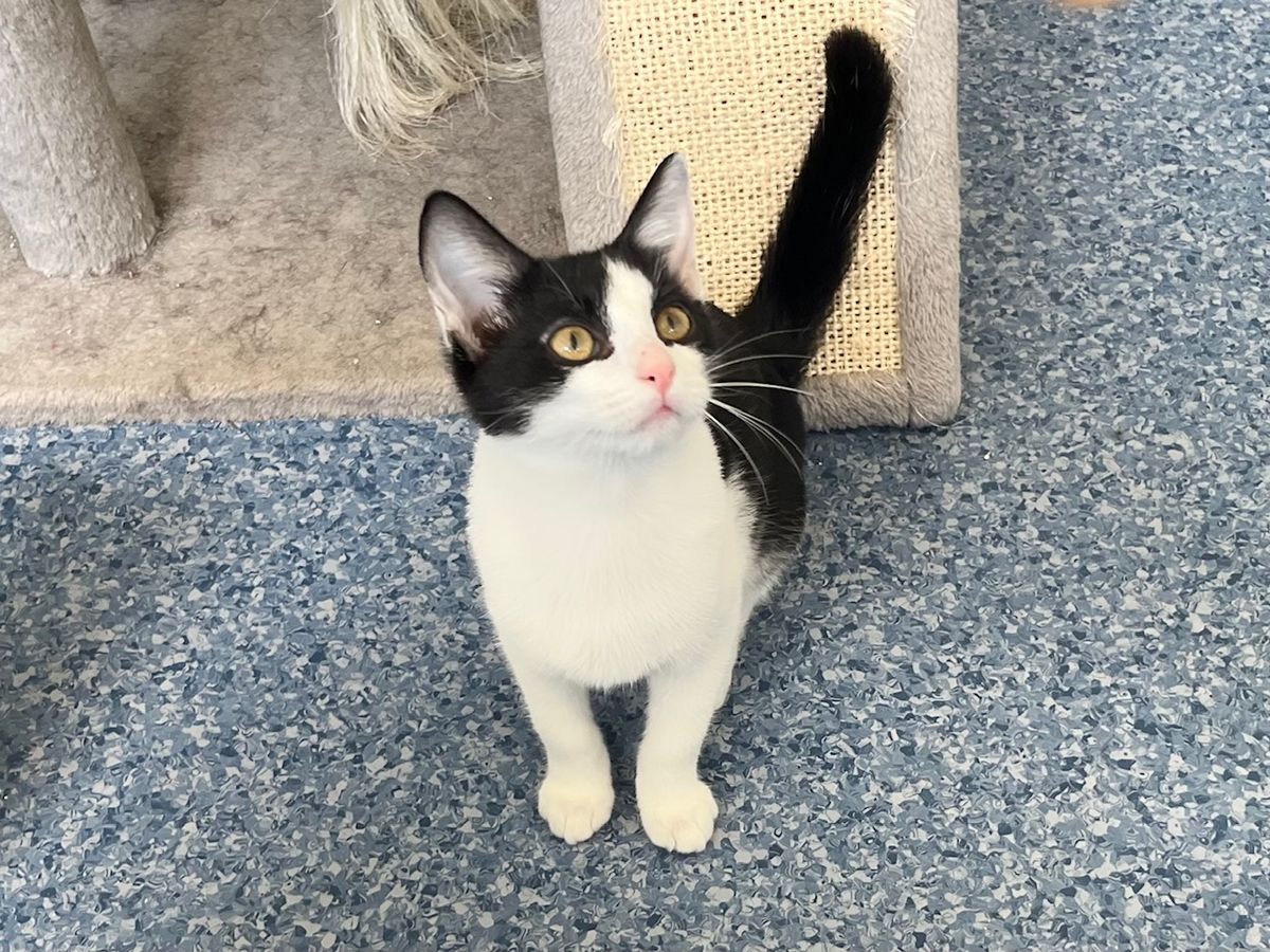 Gallery image: Humbug