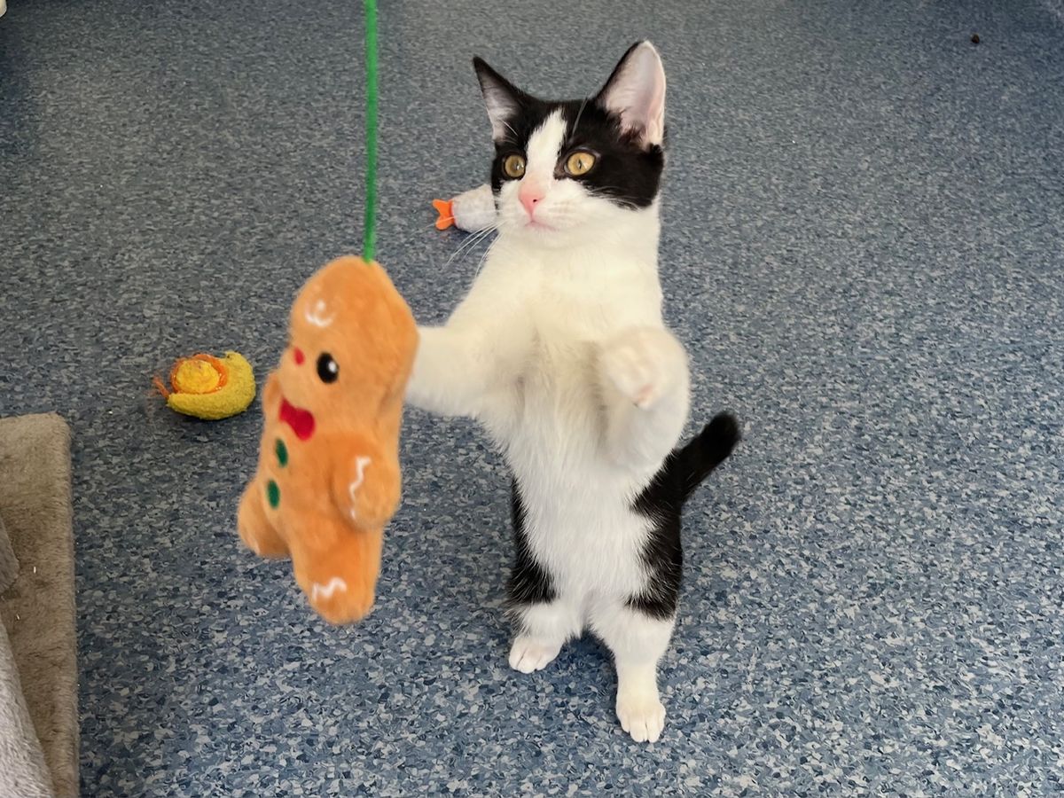 Gallery image: Humbug