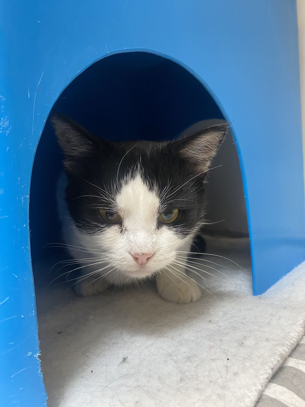 Gallery image: Panda