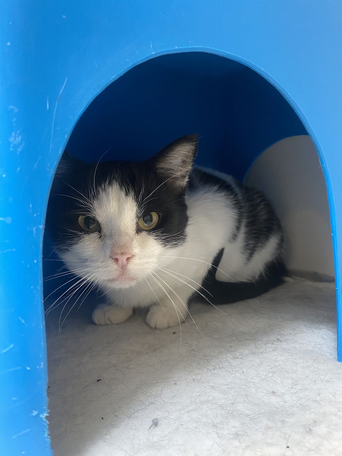 Gallery image: Panda