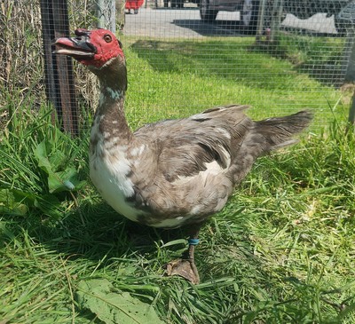 Noah - Ducks-Muscovy