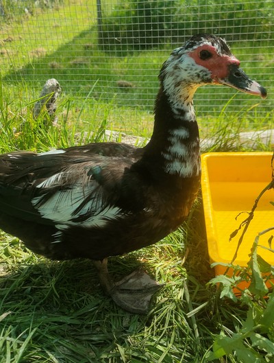 Frida - Ducks-Muscovy