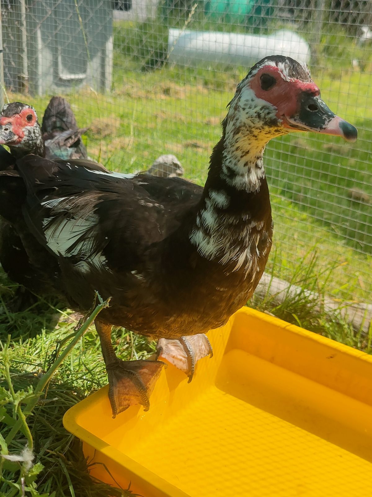 Gallery image: Frida