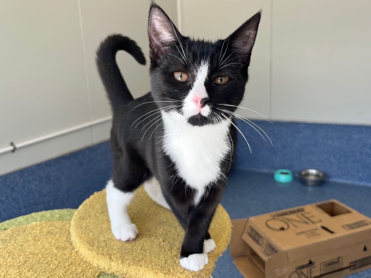 Gallery image: Checkers