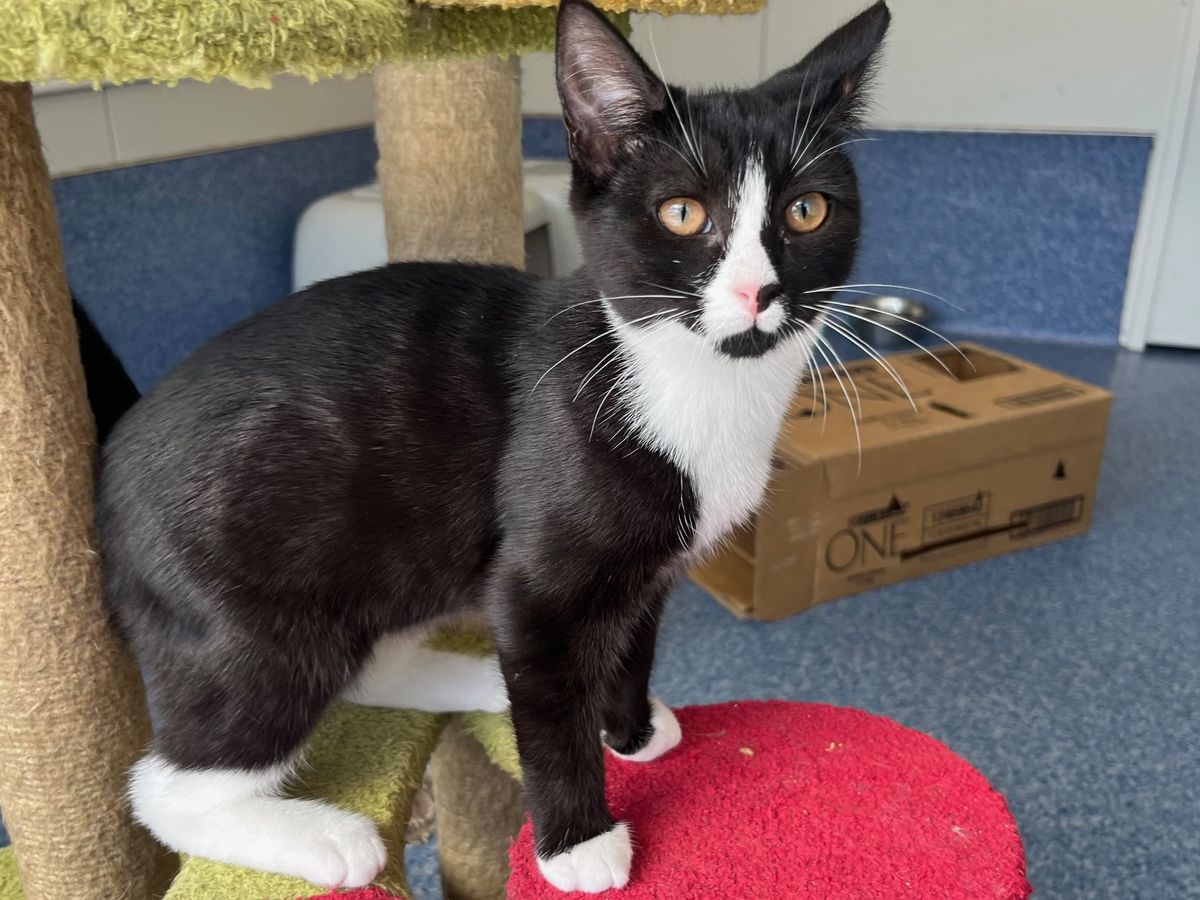 Gallery image: Checkers