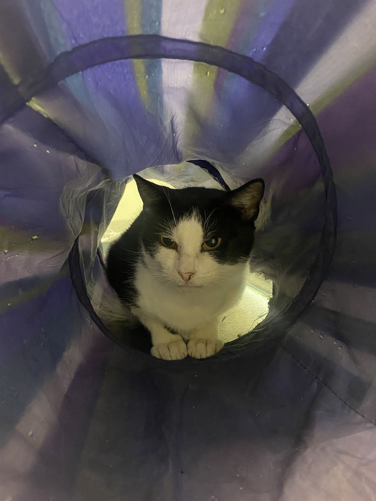 Gallery image: Poncho