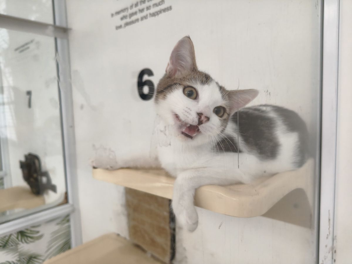 Gallery image: Nugget