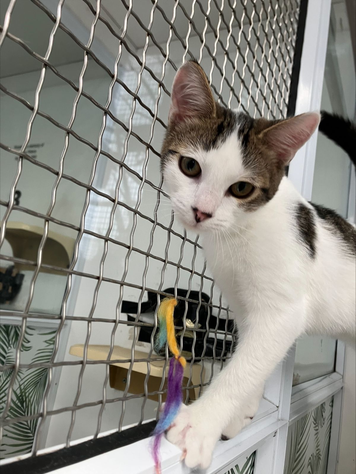 Gallery image: Nugget