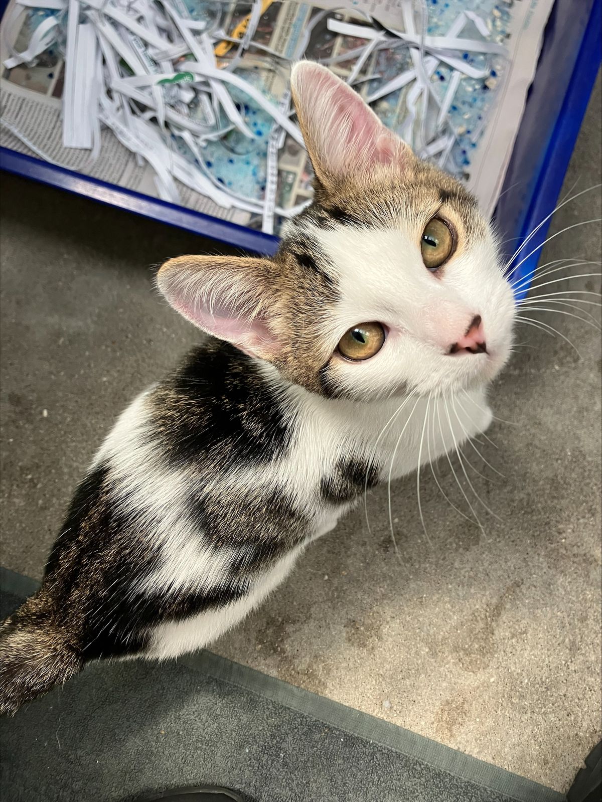 Gallery image: Nugget