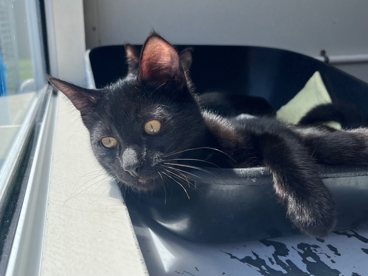 Gallery image: Nikau