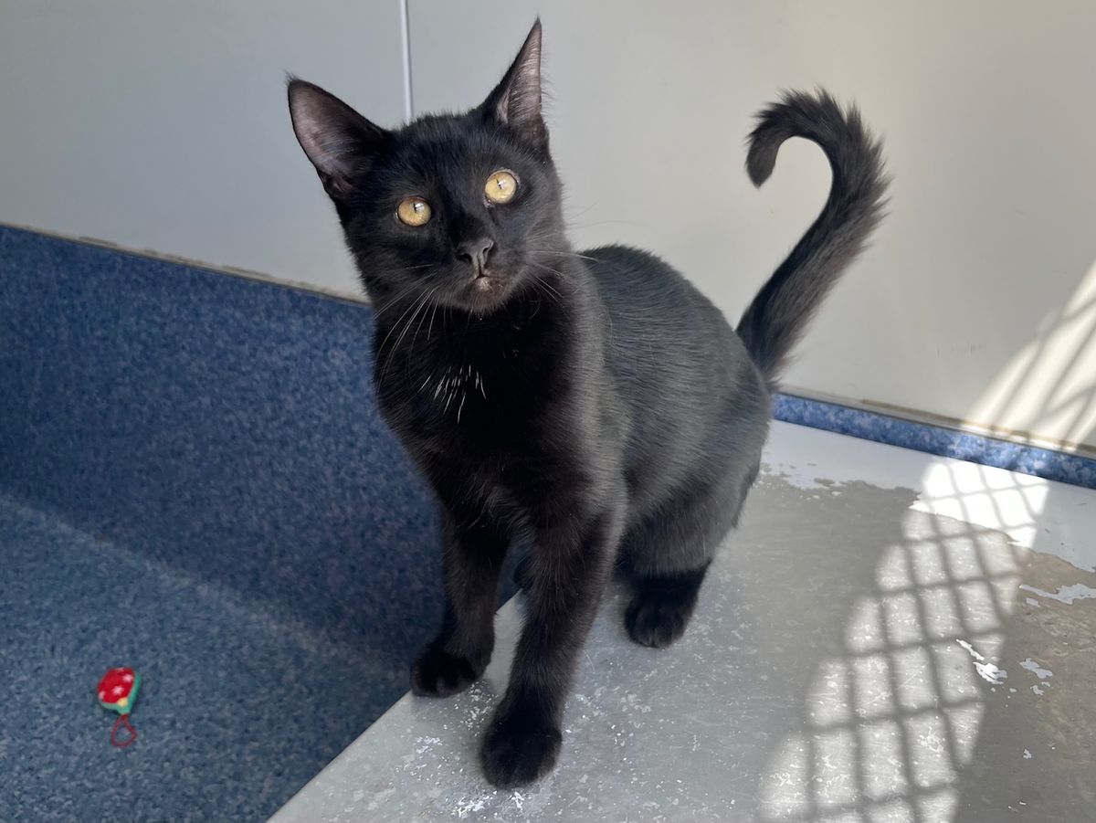 Gallery image: Nikau