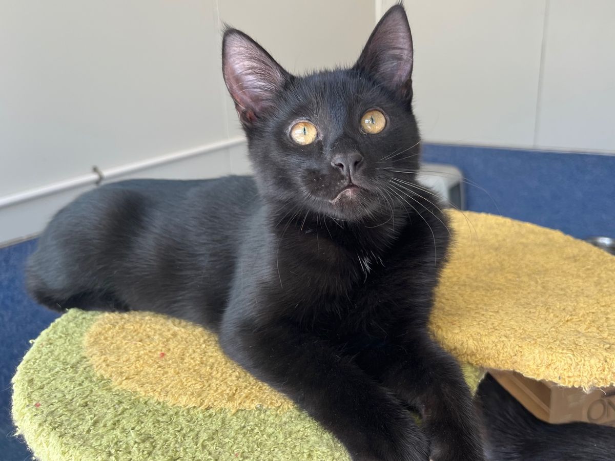 Gallery image: Nikau