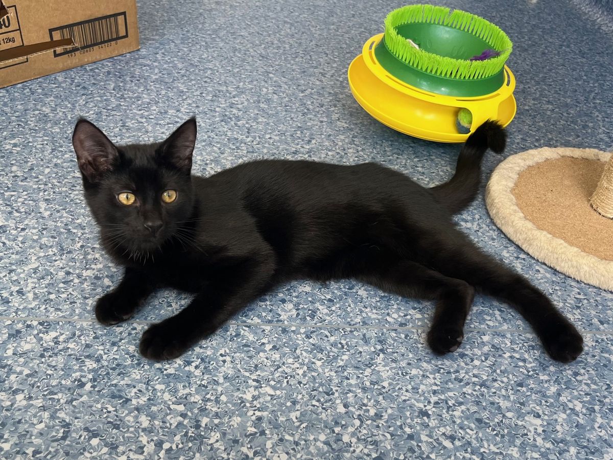 Gallery image: Nikau