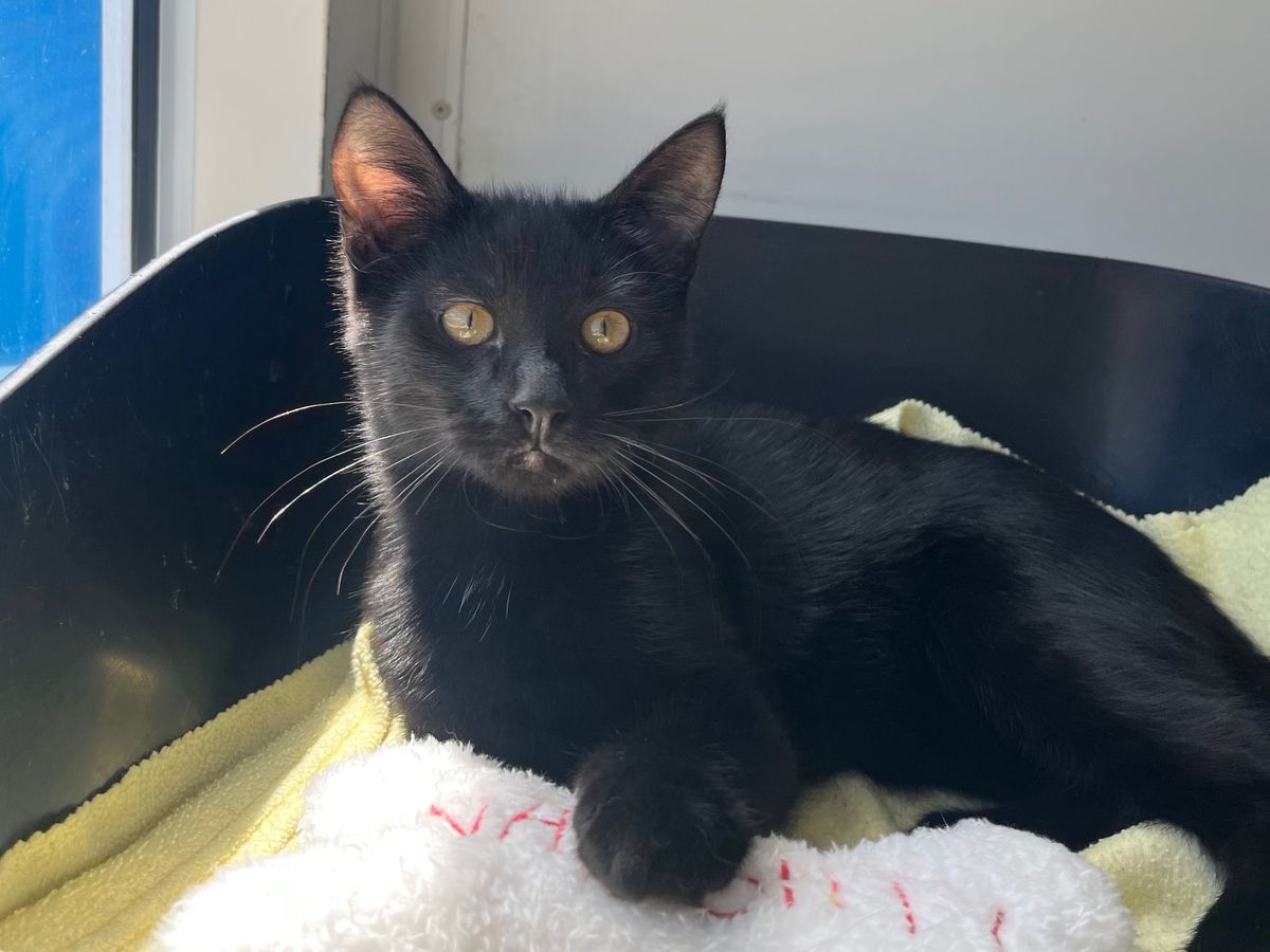 Gallery image: Nikau