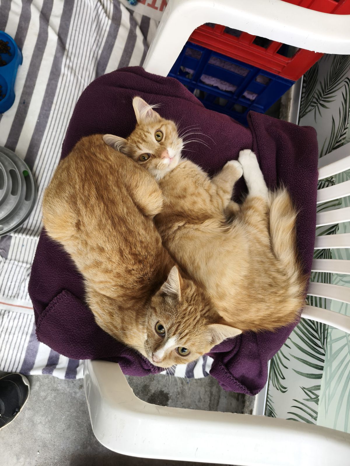 Gallery image: Fettuccine