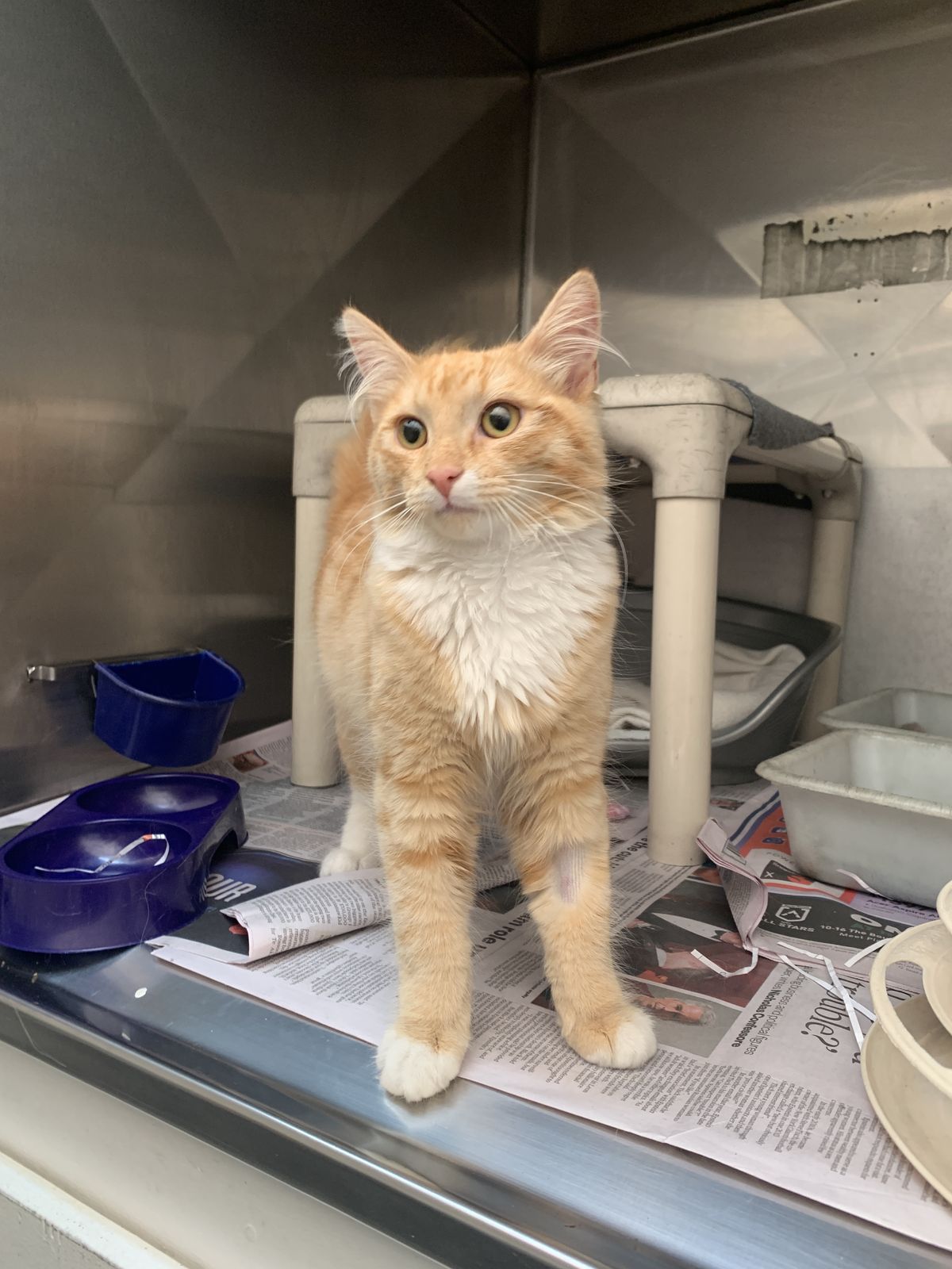 Gallery image: Fettuccine