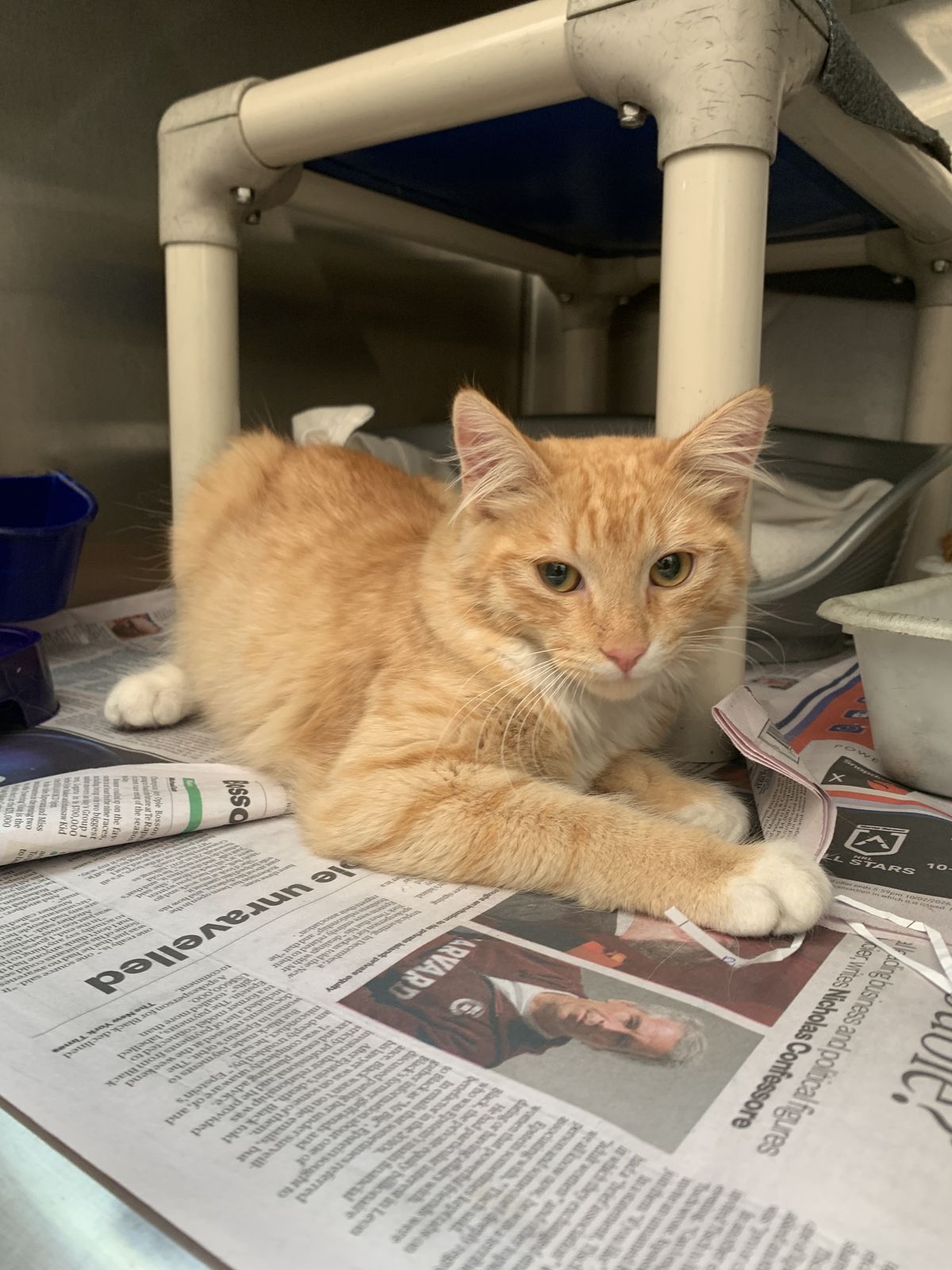 Gallery image: Fettuccine