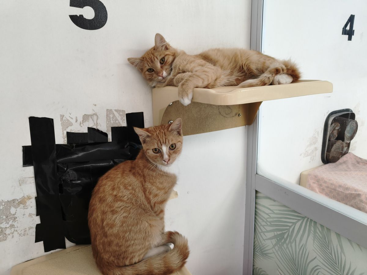 Gallery image: Fettuccine