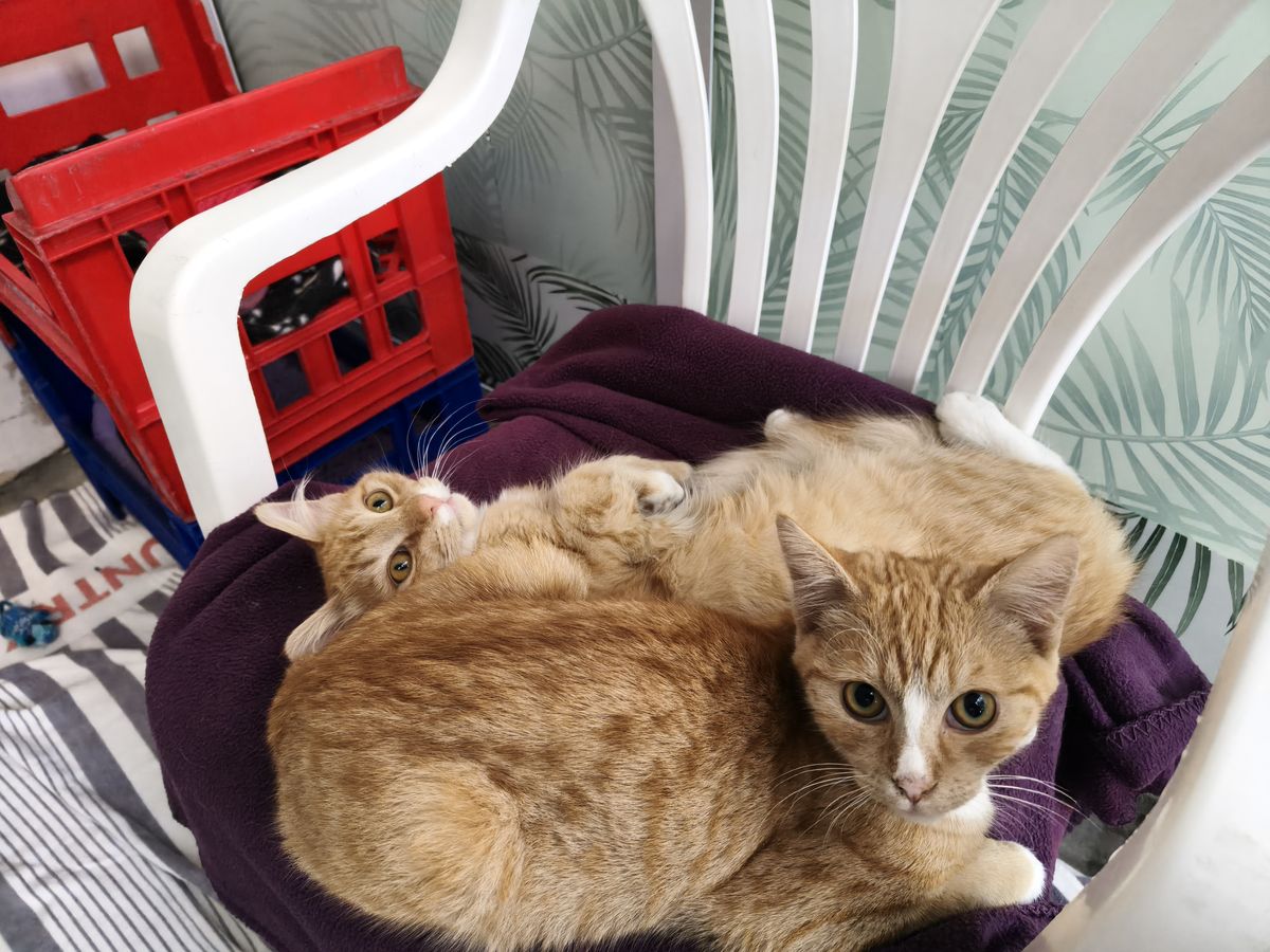 Gallery image: Fettuccine