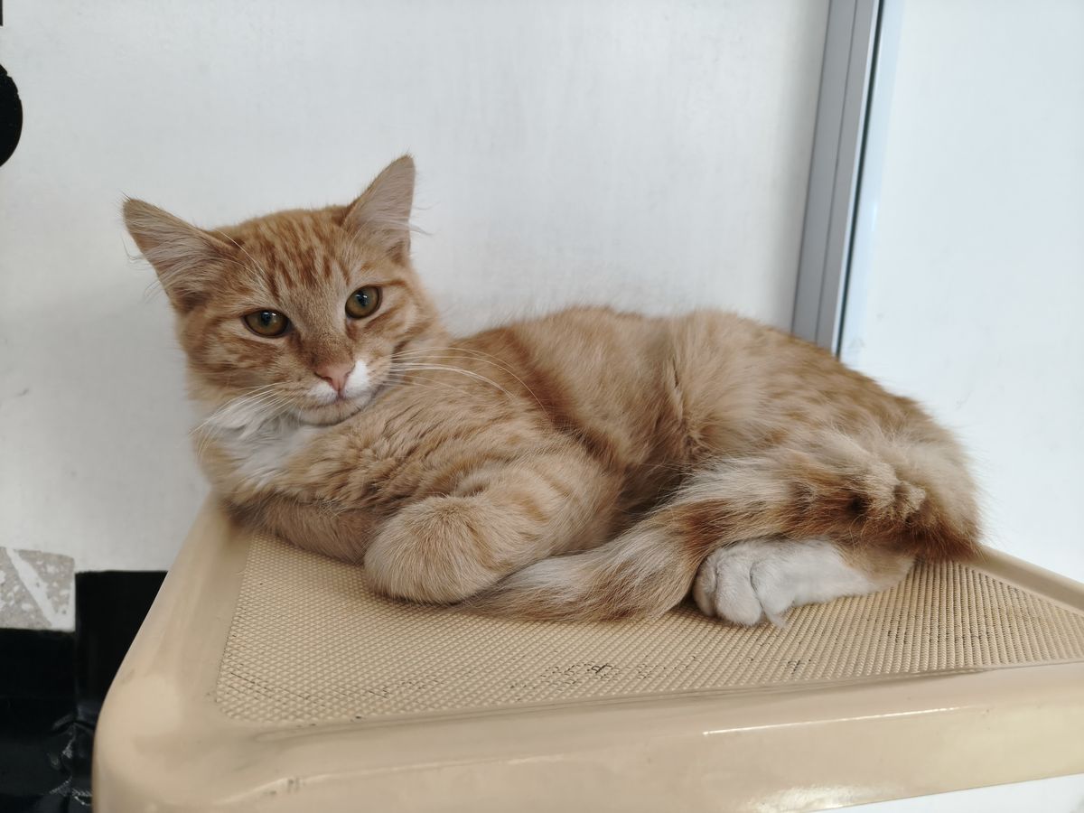 Gallery image: Fettuccine