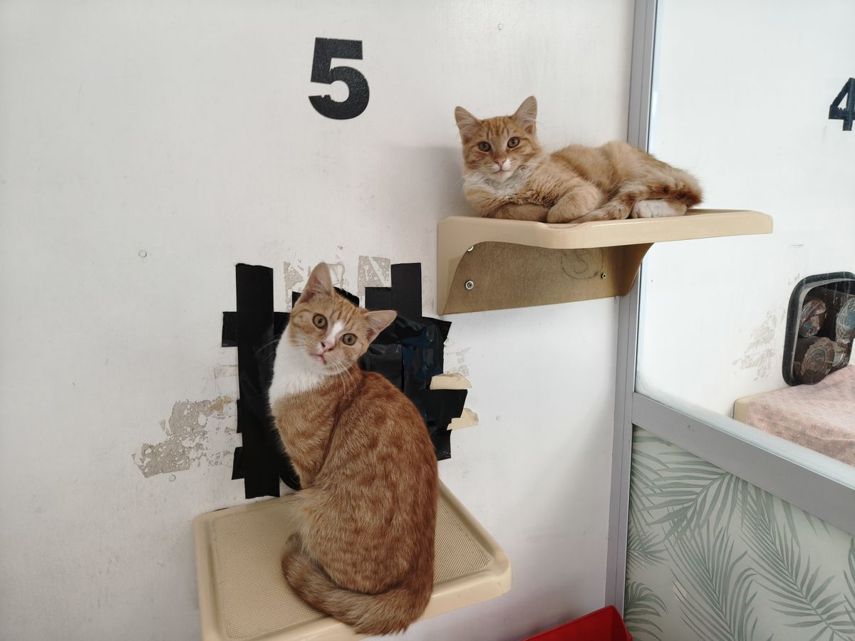 Gallery image: Fettuccine