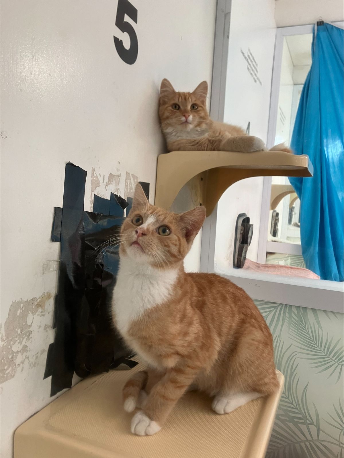 Gallery image: Fettuccine