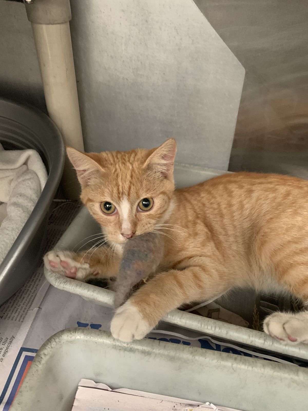 Gallery image: Alfredo