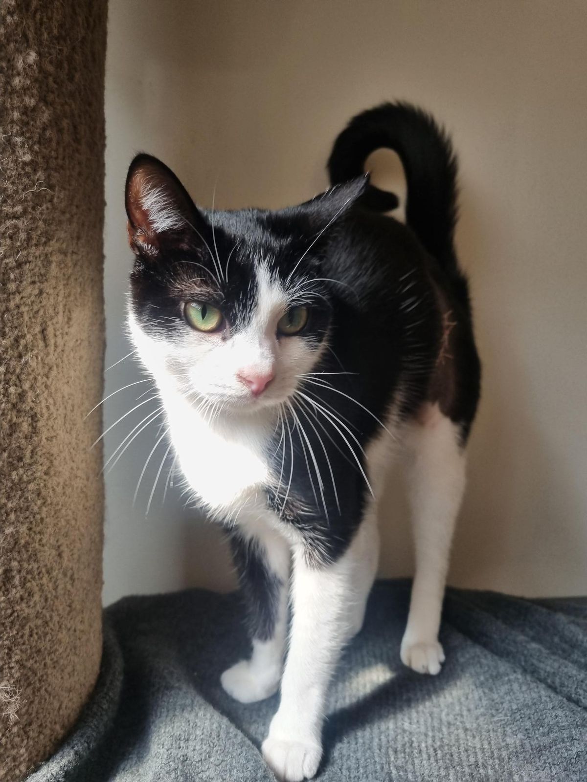 Gallery image: Violet