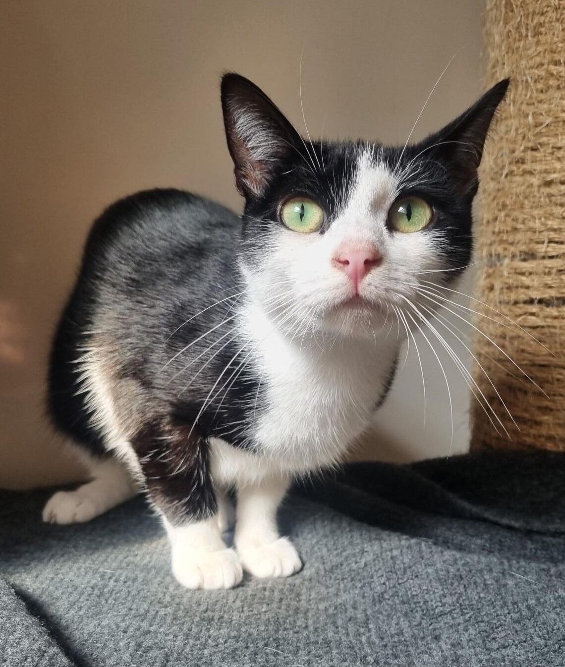 Gallery image: Violet