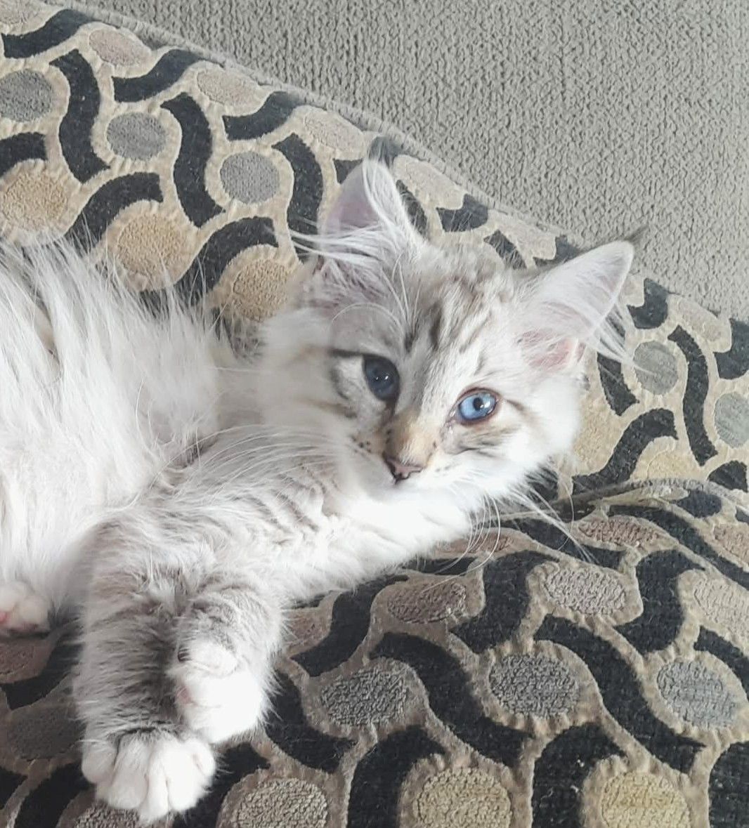 Gallery image: Saber