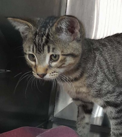 Ritchie - Domestic Short Hair