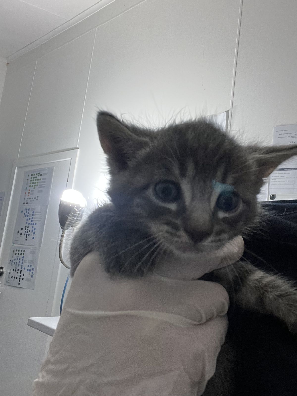 Gallery image: Fusion