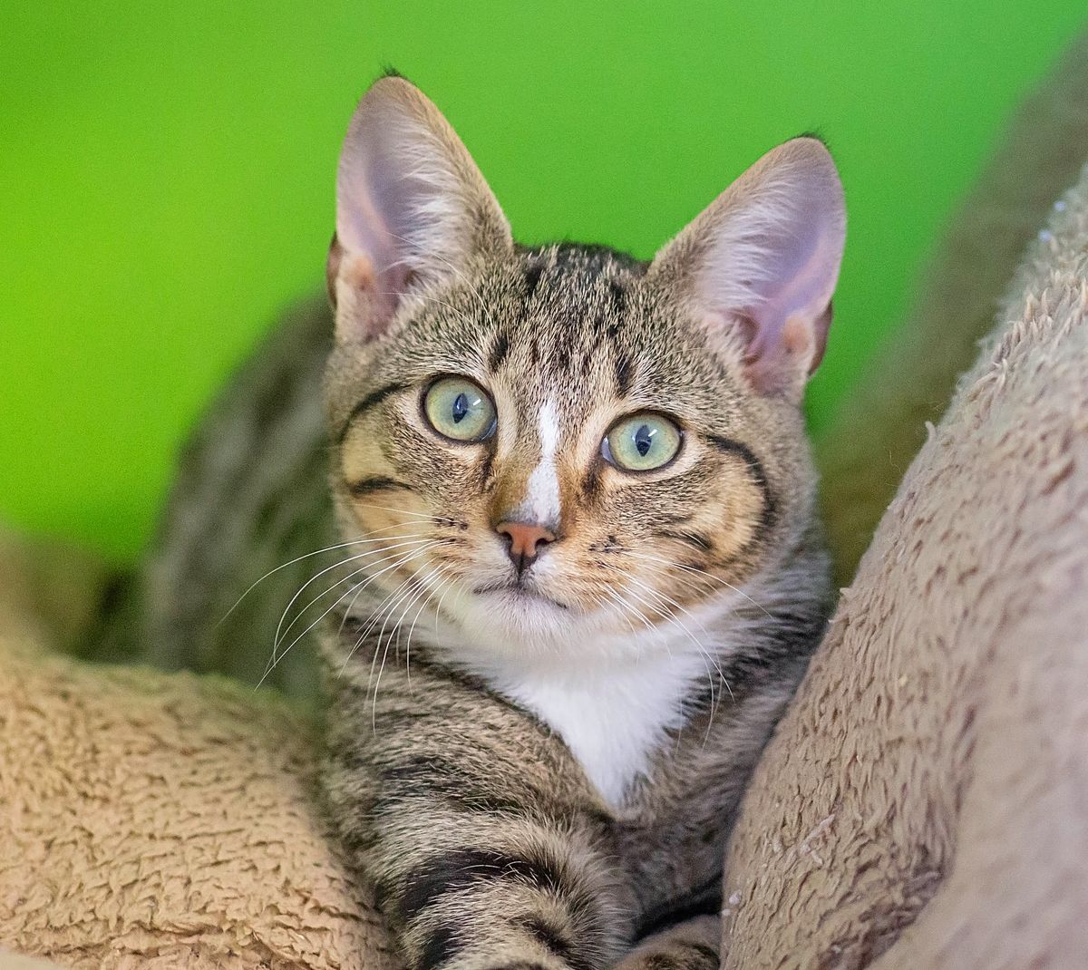 Gallery image: Bandit