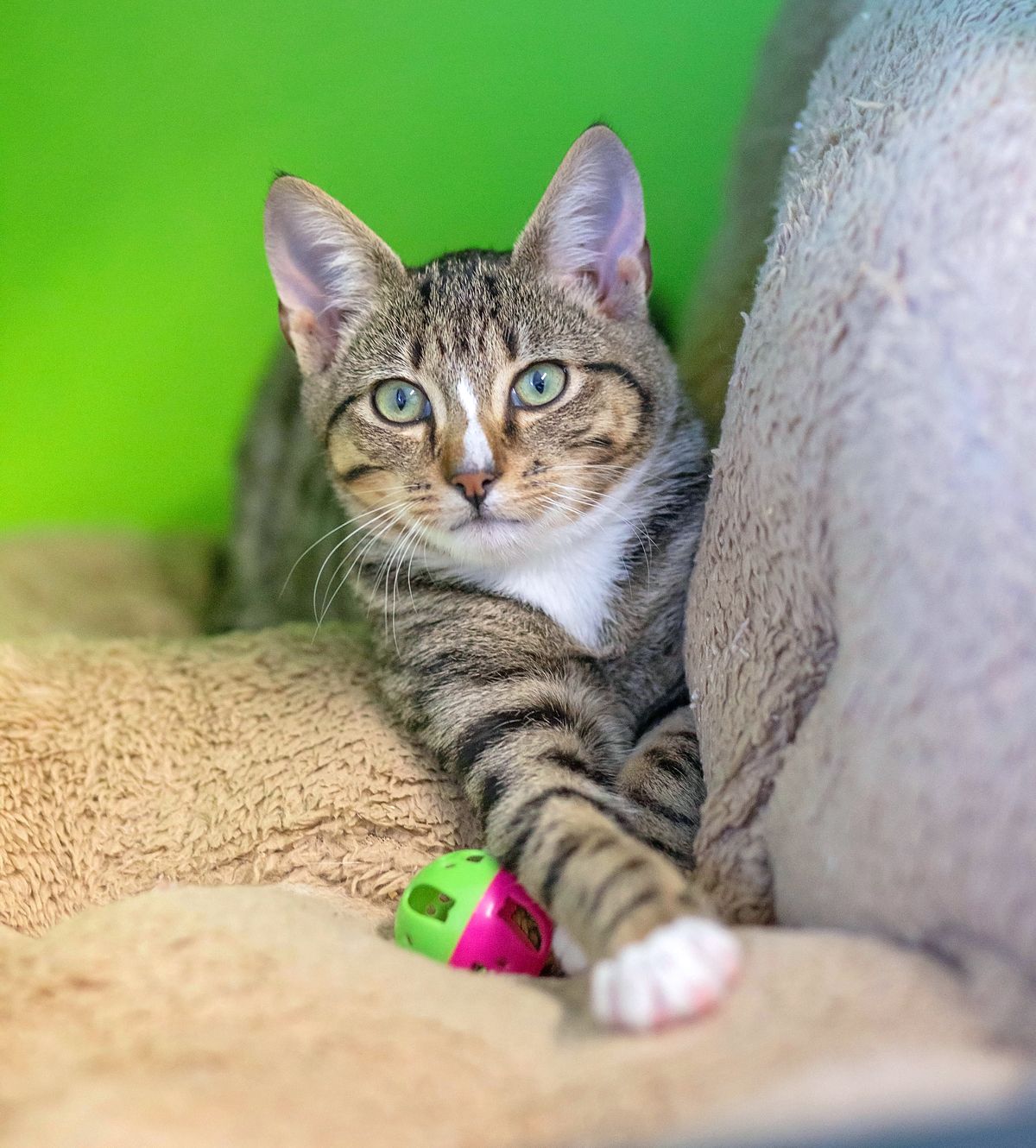 Gallery image: Bandit