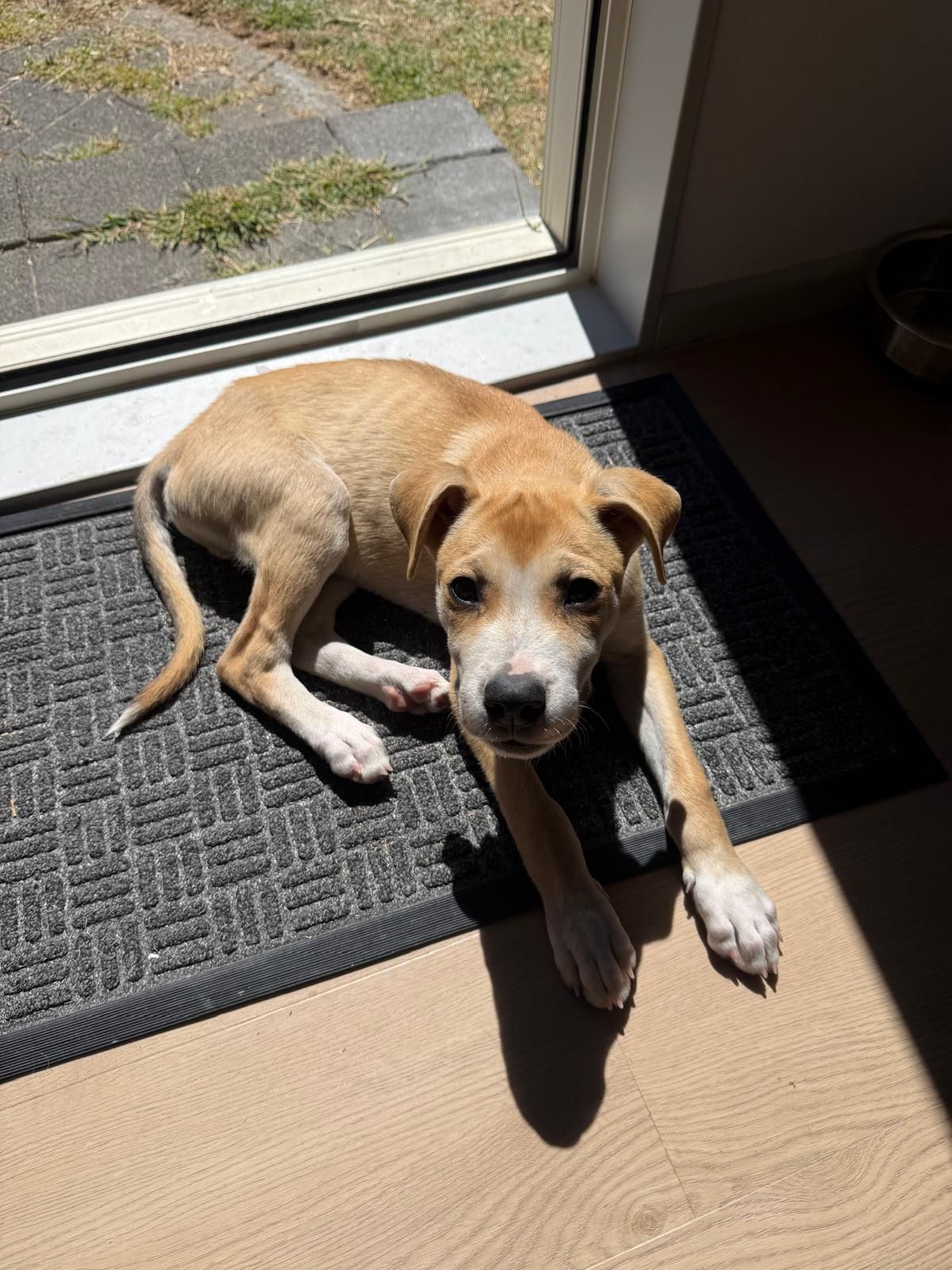 Gallery image: Ollie