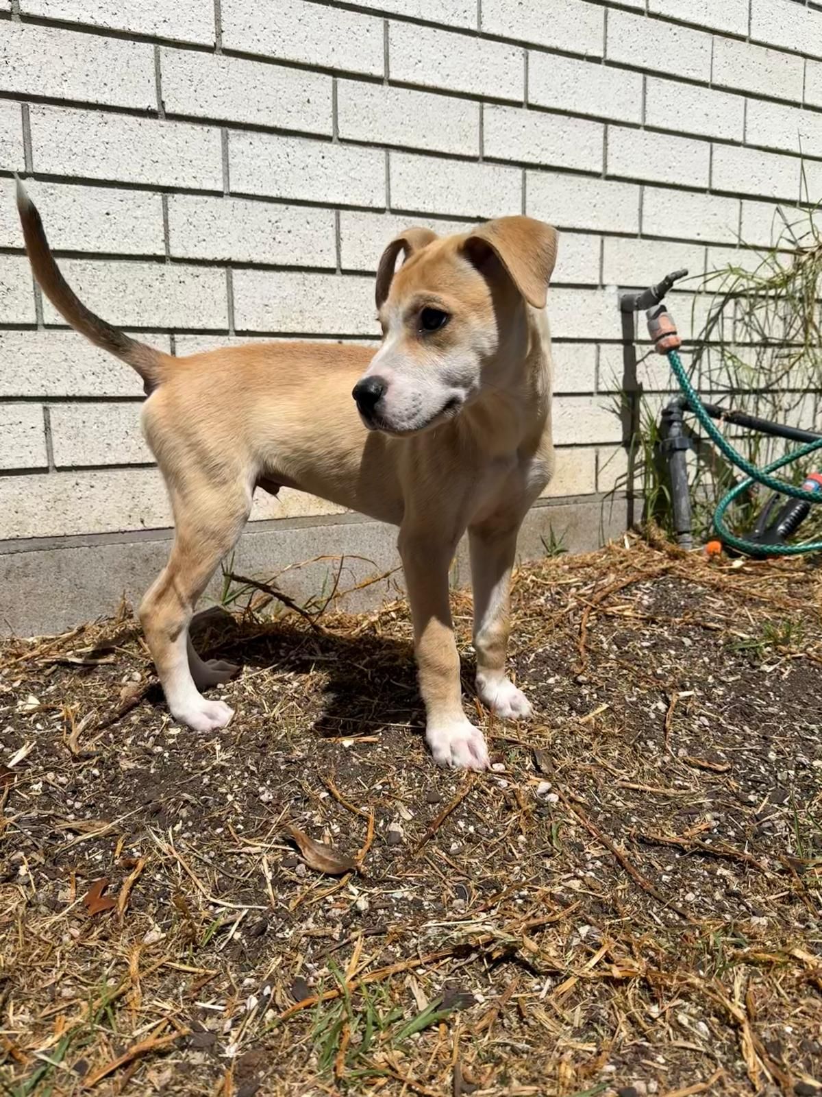 Gallery image: Ollie