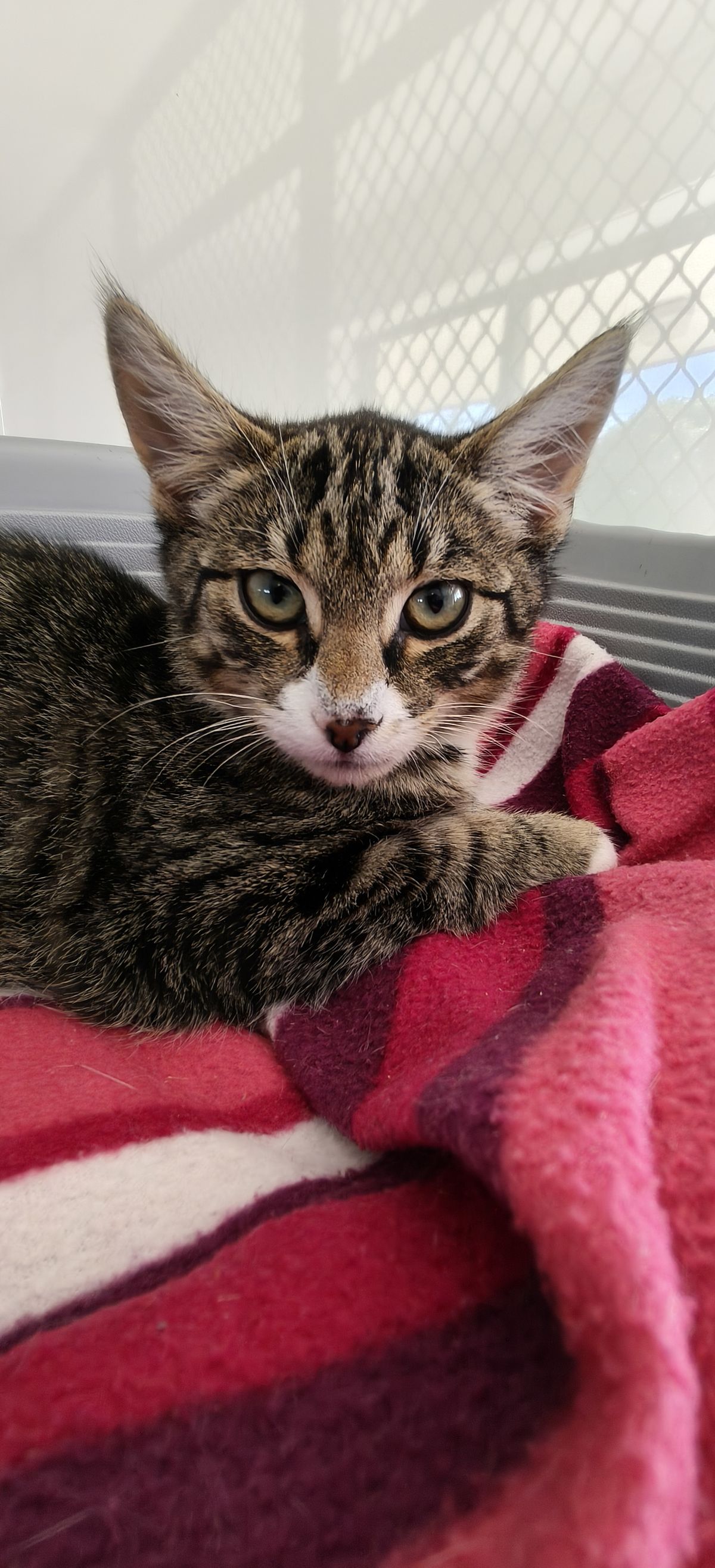 Gallery image: Tarzan