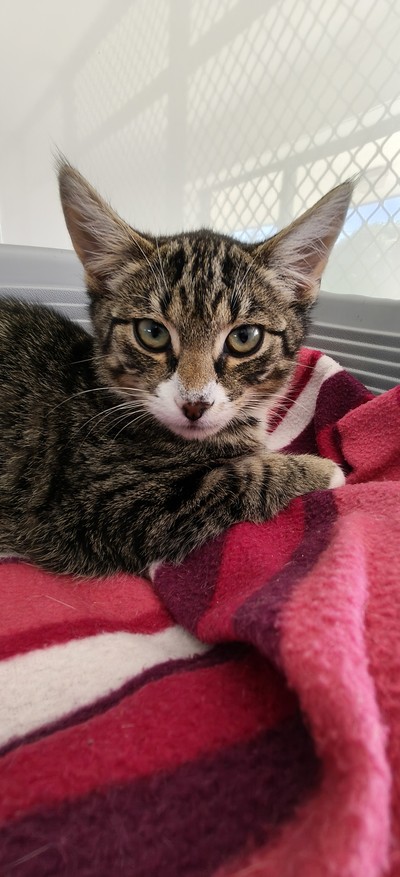 Tarzan - Domestic Short Hair