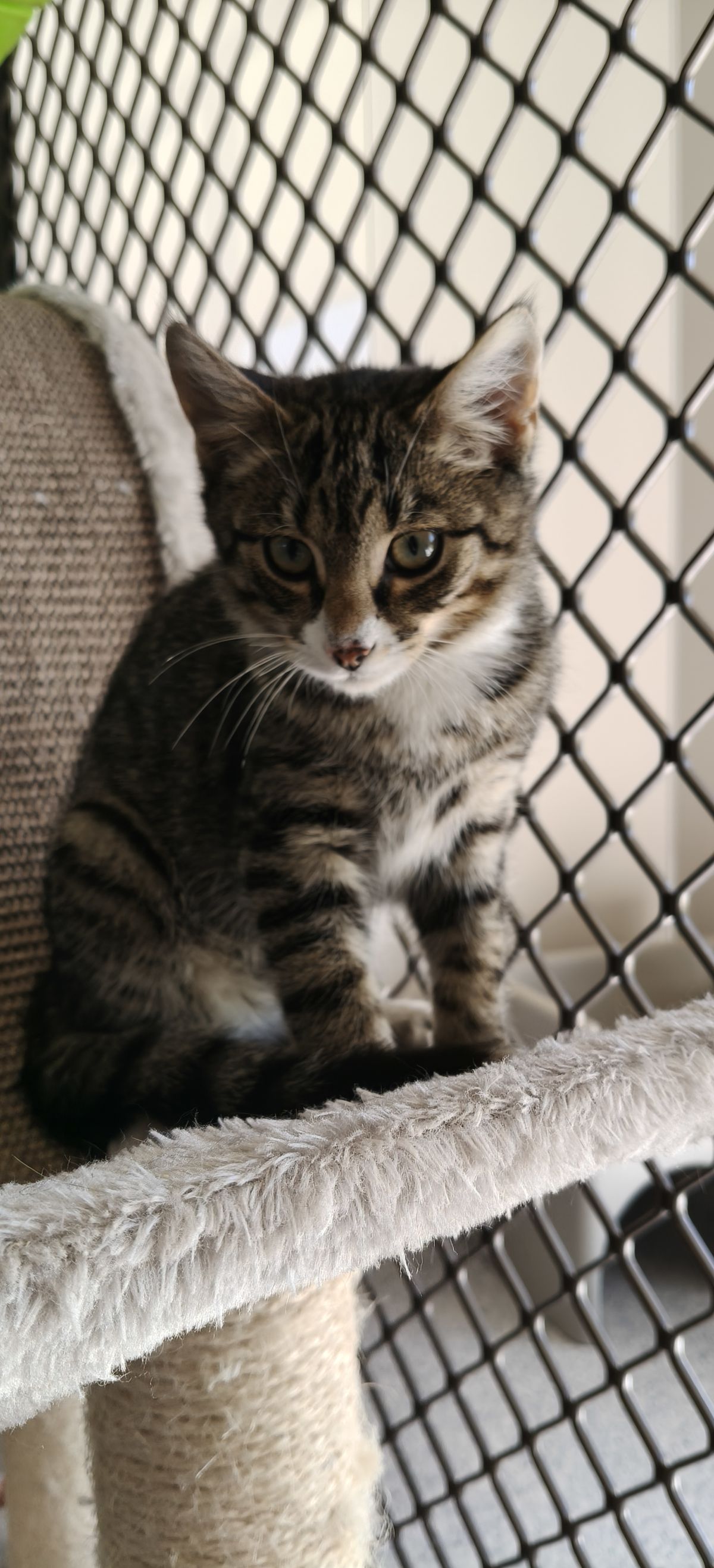 Gallery image: Tarzan