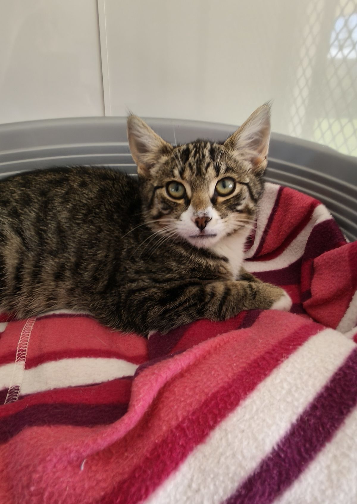 Gallery image: Tarzan