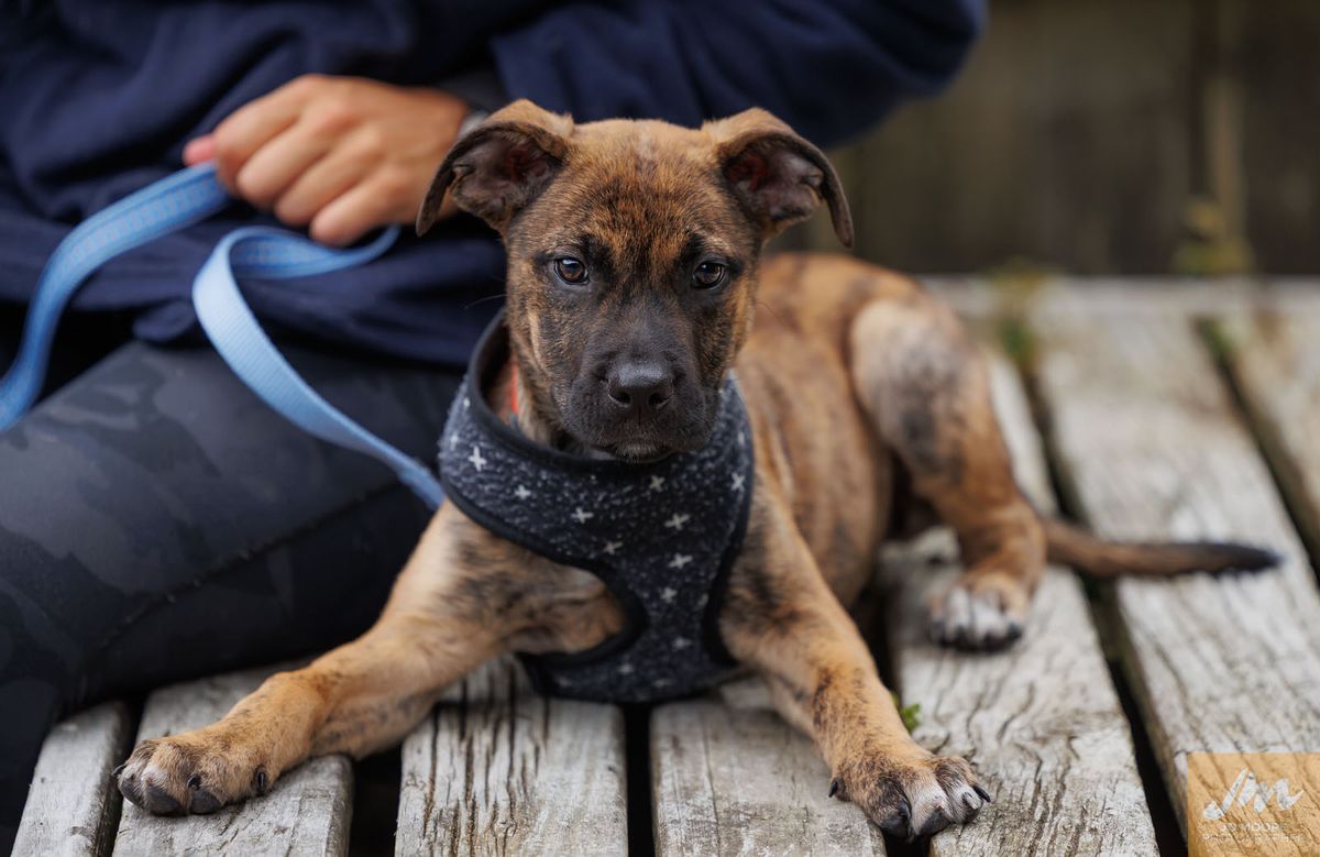 Gallery image: Hydra