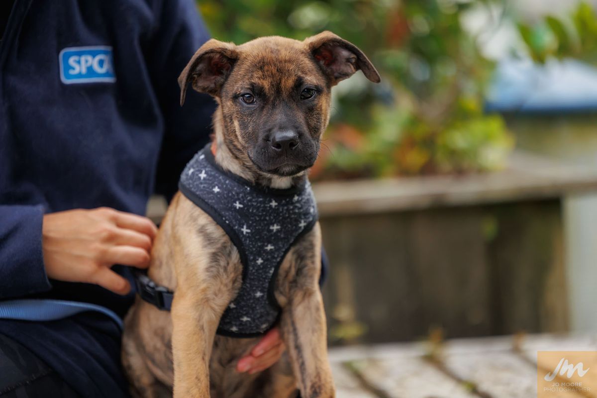 Gallery image: Hydra