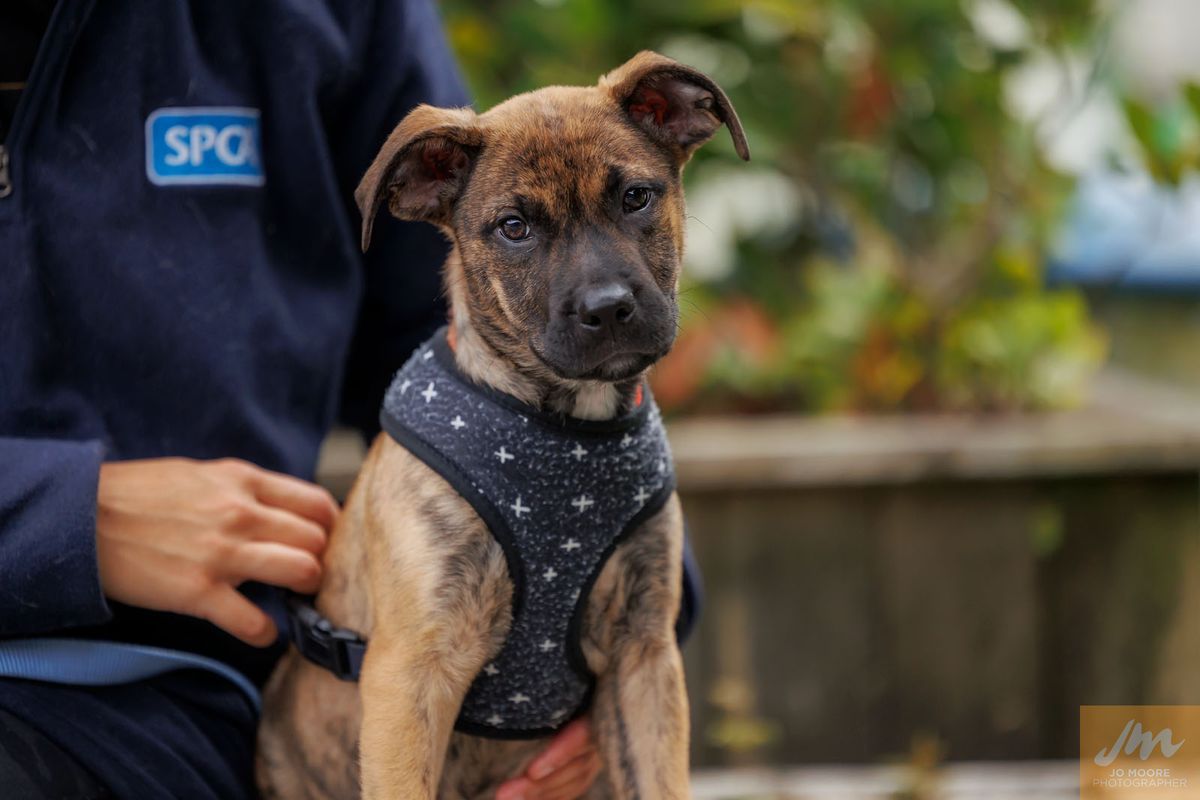 Gallery image: Hydra