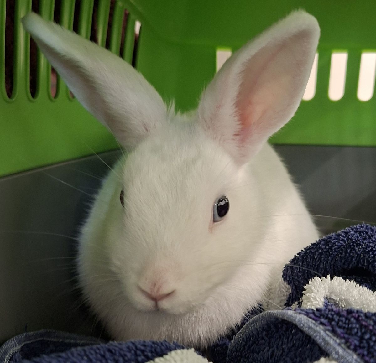 Gallery image: Banoffee 