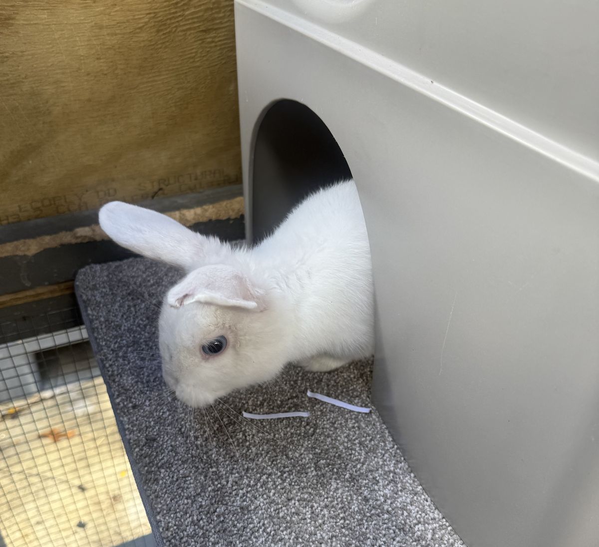 Gallery image: Banoffee 