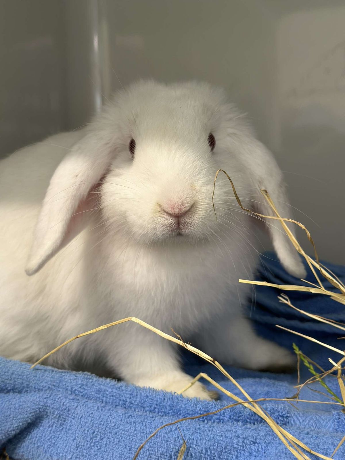 Gallery image: Banana