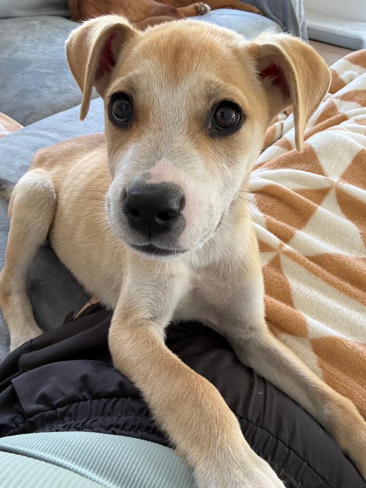 Gallery image: Ollie