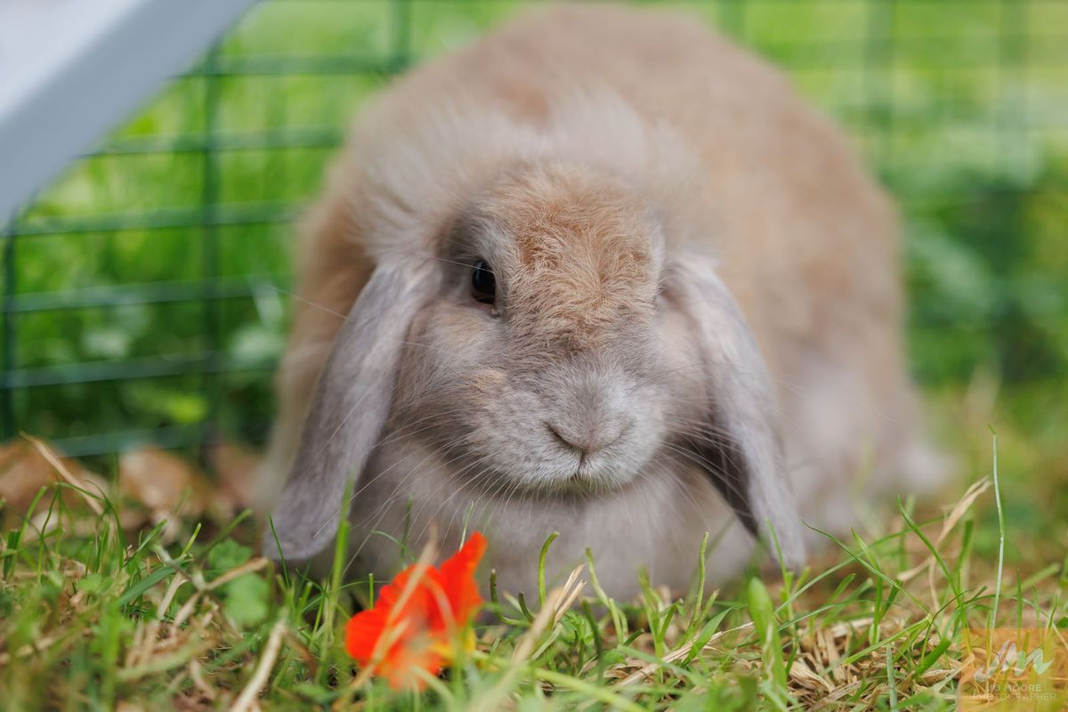 Gallery image: Slippers